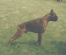1 exc., CAC, best dog, All - Ukrainian Winner, intermedia class, Zhofrey of Dominic Land
