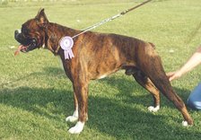 CAC, best dog, open class, Zhuis de Fora of Dominic Land