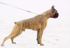 1 exc., CAC, R.CACIB, champions class, Zhofrey of Dominic Land