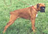 Siegerin Tan-Set from Boxersland, 8 months old