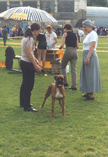 VV, best puppy, BIS-IV(puppy), Siegerin Tan-Set from Boxersland